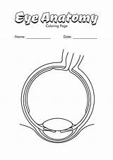 Eye Anatomy Coloring Page  Sensory Words And Physiology sketch template