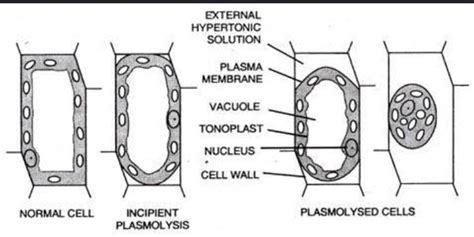 🏆 Incipient plasmolysis definition. Plasmolysis in a cell: examples ...