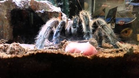 My tarantula eating baby pink mouse - YouTube