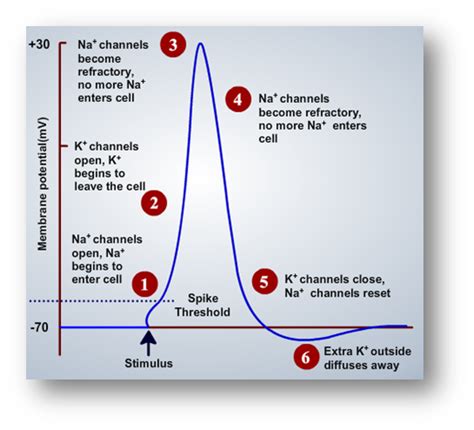 Virtual Labs