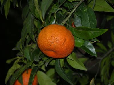 Tangerine Tree Varieties | Garden Guides