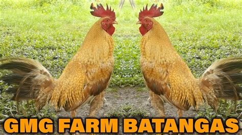 Beautiful Bulik 5k Sweater GMG FARM BATANGAS - YouTube