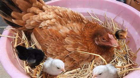 Hen Eggs Hatching To Chicken Chicks Country Chicken Eggs New Born To ...