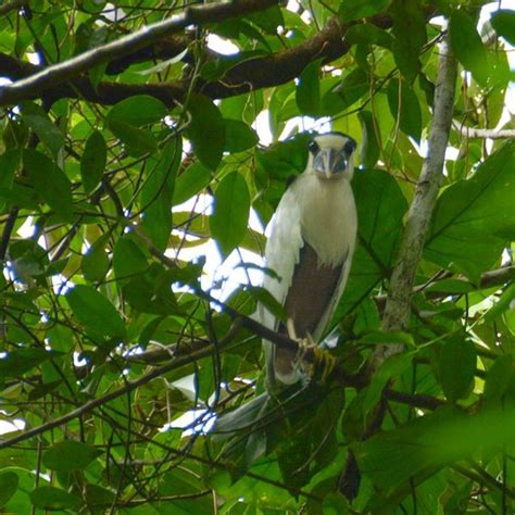 Yasuni National Park - Endangered Ecosystems - Endangered Wonders