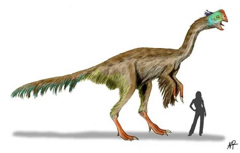 Gigantoraptor - Facts and Pictures