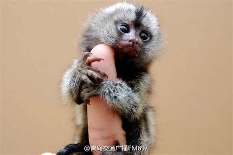 People are illegally buying these 'thumb monkeys' for $4,500