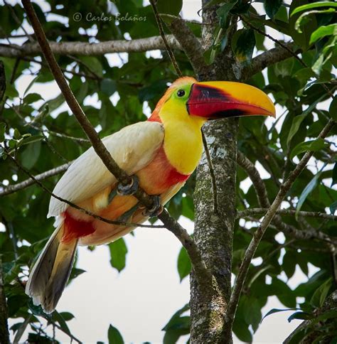 Unusual White Toucan Is Photographed in Guápiles ⋆ The Costa Rica News ...