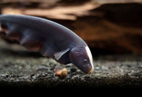 Black Ghost Knifefish (Apteronotus albifrons) - Tank-Bred!