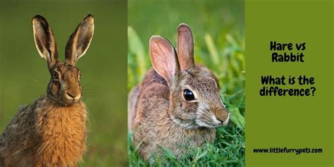 Hare vs rabbit - Helpful guide on how to identify both, and the 5 main differences