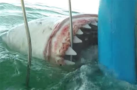 Watch This Great White Shark’s Unrelenting Attack On A Diving Cage – Sick Chirpse