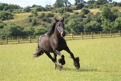 23 Popular Pony Breeds: Everything You Need to Know - A-Z Animals