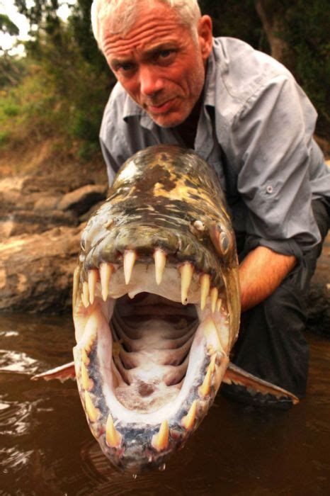 Giant Piranha Caught in Congo Rivers