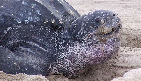 Amazing Facts about the Leatherback Sea Turtle | OneKindPlanet Animals