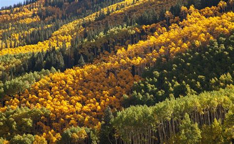 Leaf Peeping Around Aspen Snowmass | Autumn Stories | Inside Aspen Snowmass