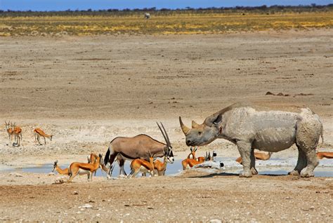 Where To See Wildlife In Namibia | AFKTravel