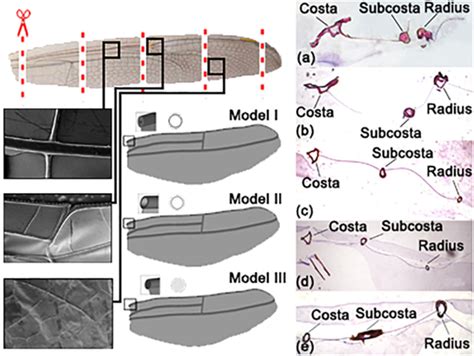 Bioinspiration of the vein structure of dragonfly wings on its flight ...