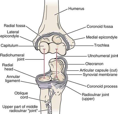 Elbow | Musculoskeletal Key