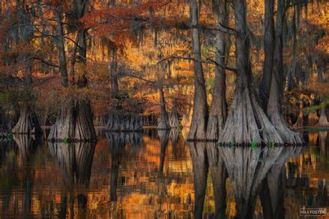 Bayou Nature Prints | Bald Cypress Photography | Max Foster Photography