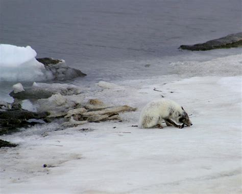 Arctic Fox Eating Photograph by Anthony Jones