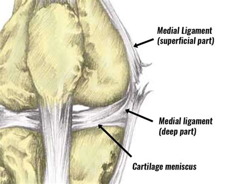 MCL Sprain - Symptoms, Treatment, Exercises & Rehabilitation (2022)