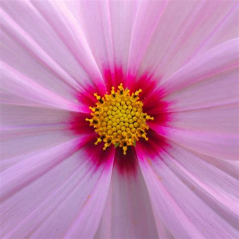 Extreme Close Up of the Flower Stamen and Petals of a Cosmos Plant · Free Stock Photo