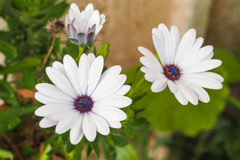 African Daisies (Osteospermum Flower): Types, How to Grow and Care ...