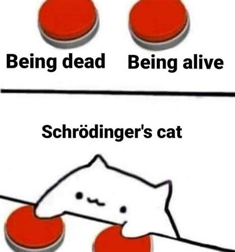 Schrödingers Cat Meme - Captions Hunter