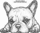 French Bulldog Coloring Pages For Kids sketch template