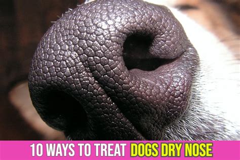 Top 10 Ways to Cure Dogs Dry Nose Problem