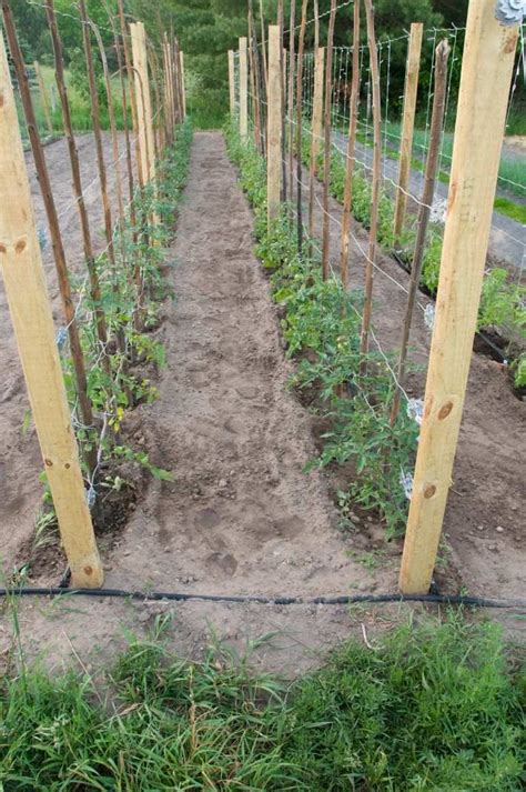 10 Tomato Garden Ideas - Simphome | Tomato garden, Garden trellis, Vegetable garden design