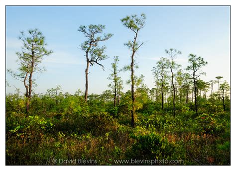 Pocosin - David Blevins Nature Photography