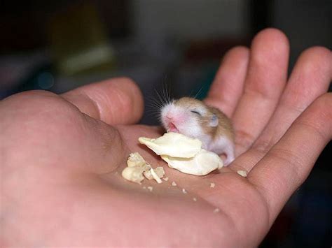 Baby hamster by ImGwen on DeviantArt