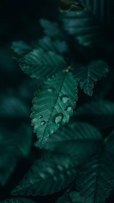 Thư viện miễn phí Emerald green background aesthetic Đẹp nhất, tải miễn phí