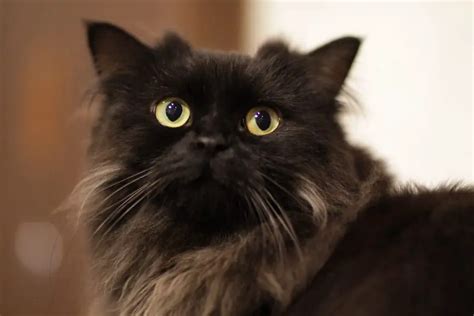 11 Most Adorable Big Eyed Cat Breed In The World