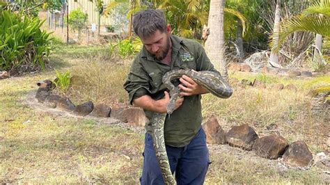 QAS tends to snake bites across Queensland as weather heats up | The ...