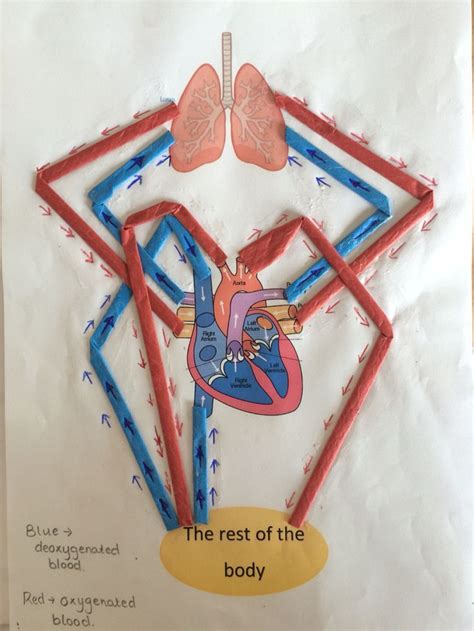 Image result for circulatory system display ks2 | Circulatory system ...