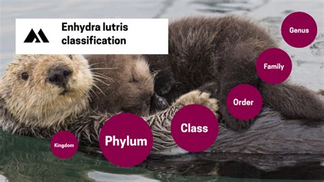 Sea Otter Species Classification by Madison Sewell (Student HBHS) on Prezi