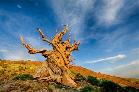 عکس قدیمی ترین درخت دنیا متوسلاه در نوادای امریکا