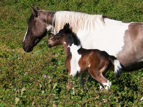 American Paint Horse - Breed of “Colorful” Western Horses - Horseback ...