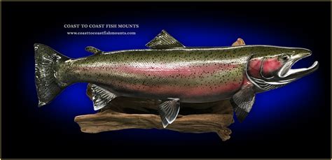 Steelhead Trout Fish Mounts & Replicas by Coast-to-Coast Fish Mounts