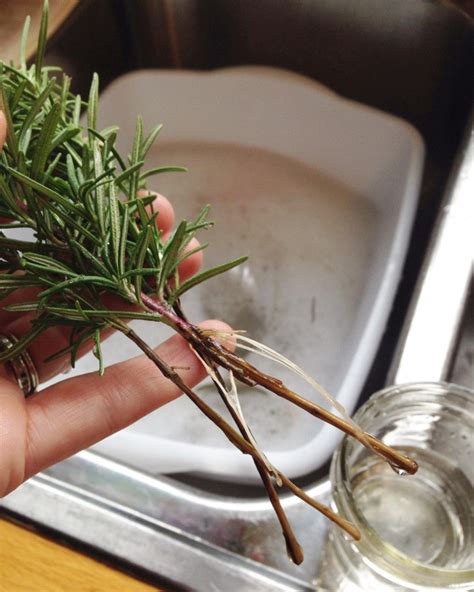 How to Propagate Rosemary in Water | Mother Rising