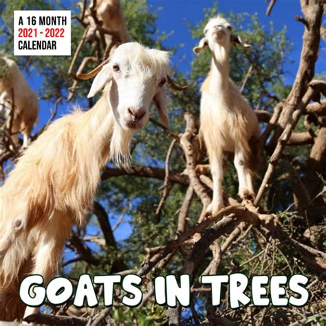 Goats In Trees Calendar 2021-2022: Funny Farm Animals With 2022 Monthly Planner Agenda PLUS 3 ...