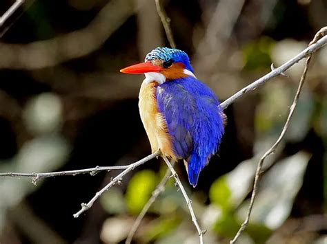 Kingfisher Facts | Kingfisher Habitat & Diet