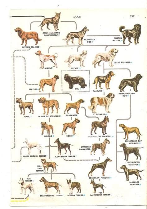 41 Extinct Dog Breeds √ 13 Prehistoric Dog Breeds, 20 Ancient Dog ...