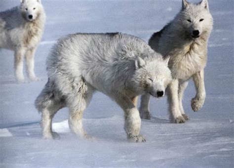 Greenland | International Wolf Center