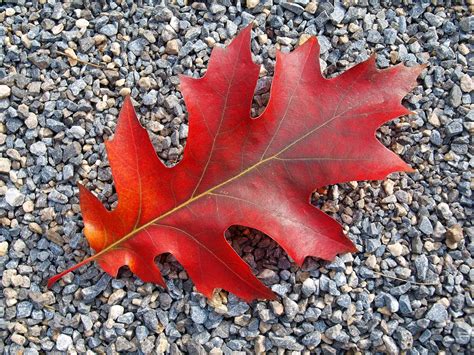 Herbst Blatt Herbstlaub - Kostenloses Foto auf Pixabay