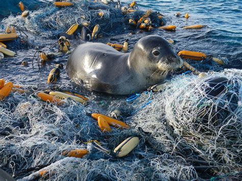 Hawaiian Monk Seal Facts: Habitat, Diet, Conservation, & More