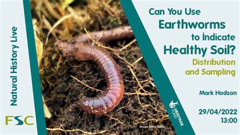 Can you use earthworms to indicate healthy soil? (Natural History Live ...