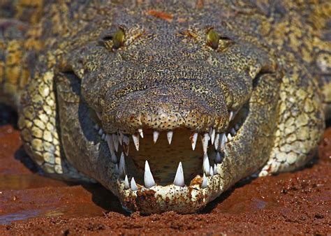 Crocodile Teeth | A nice looking, good sized (a little over … | Flickr