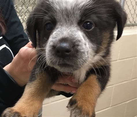 Shelter Puppies – Ocean County Health Department